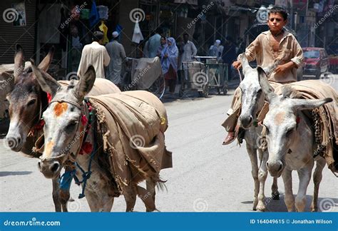 pakistan boy with donkey